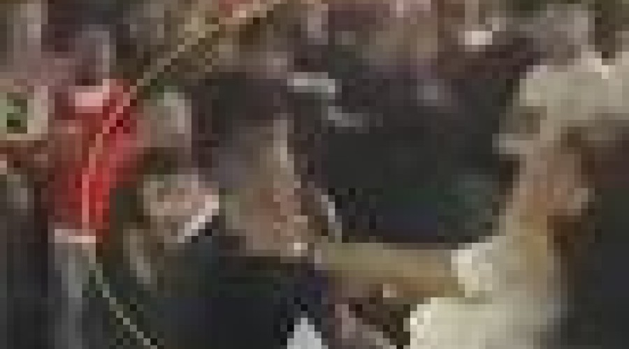 Vídeo: PMs sai na porrada, socos, chutes e empurrões entre si em quadra de escola samba