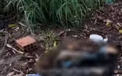 Perna humana é encontrada às margens da BR-010 em Imperatriz