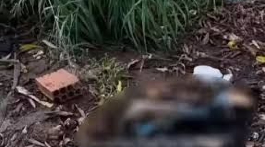Perna humana é encontrada às margens da BR-010 em Imperatriz