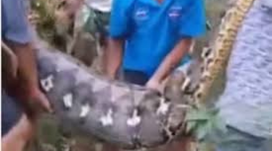 VÍDEO: Homem é engolido inteiro por cobra gigante de 8 metros; IMAGENS FORTES