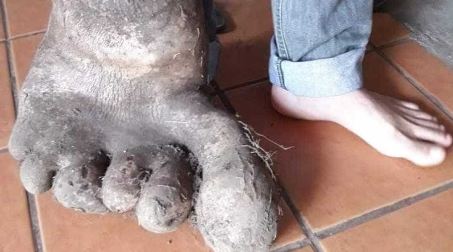 Batata com formato de pé? Casal encontra tubérculo de 8kg