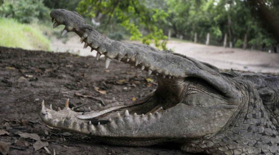 Crocodilo arrasta garoto para rio e mutila seu corpo até a morte