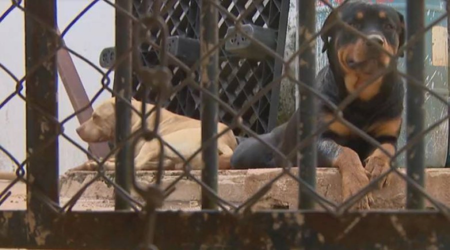 Criança de 2 anos morre após ser atacada por cães enquanto dormia