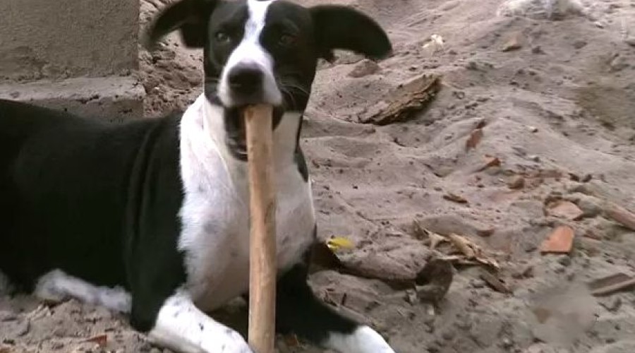 Desrespeito aos mortos: fiscalização encontra cachorro “almoçando” o osso de uma perna em cemitério