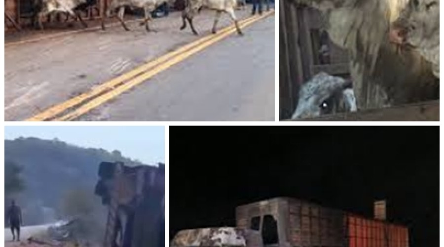 Paraibano: CARRETA COM BOIS CAPOTA E PARTE DA CARGA É CARBONIZADA NA BR-135 EM PARAÍBANO; MOTORISTA SOBREVIVE