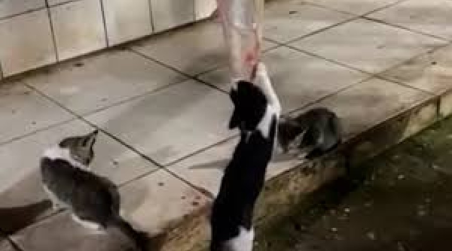 VÍDEO: Gatos são flagrados comendo carne exposta em mercado municipal de Mirinzal, no MA