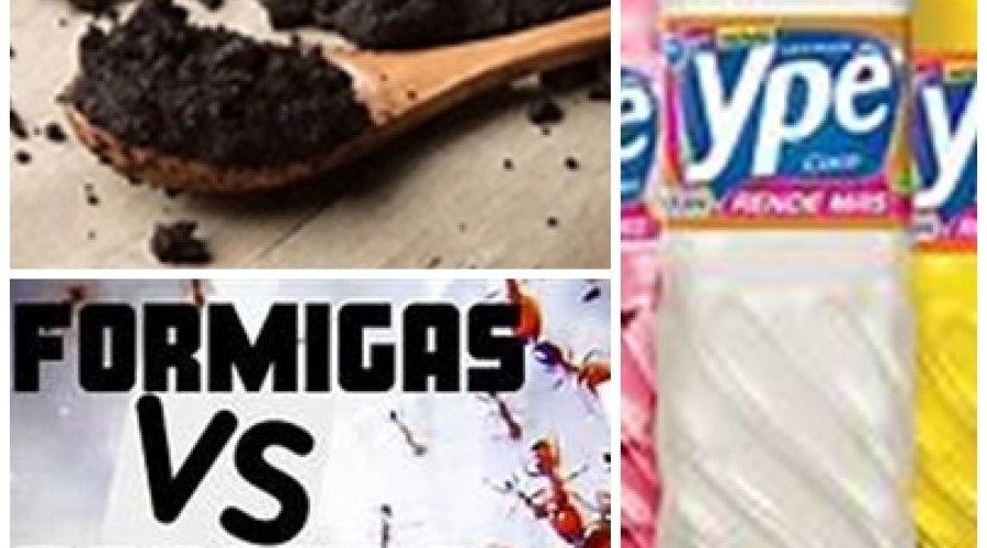 Dicas de Casa: Adeus formigas e baratas: aprenda truque natural que vai blindar sua casa