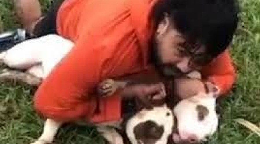 Lutador imobiliza dois pit bulls para escapar de ataque na rua