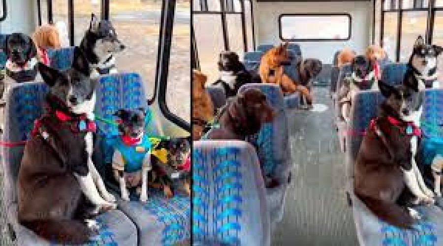 VÍDEO: Casal viraliza ao levar cães para passear de ônibus no Alasca