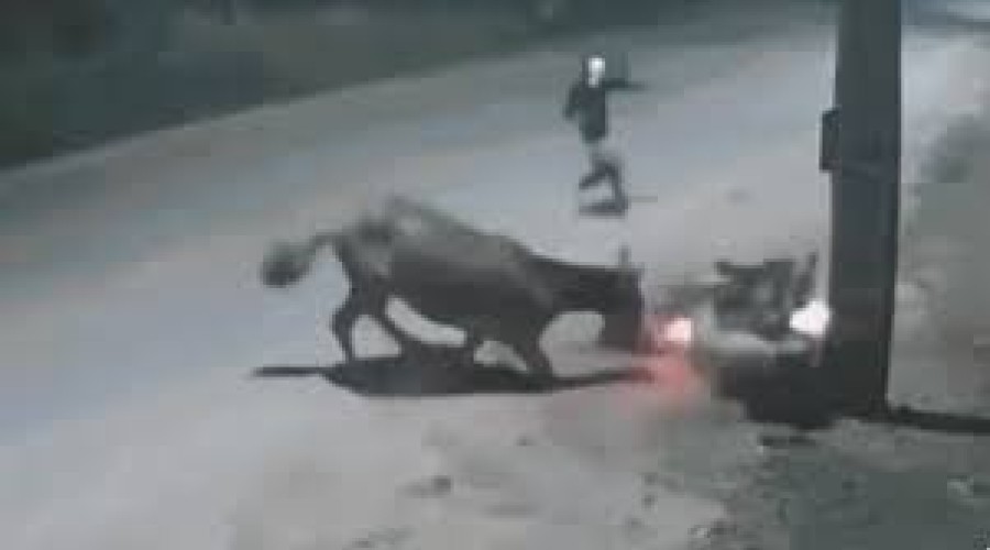 VÍDEO: cavalo solto na pista provoca queda de motociclista e acaba facilitando assalto em Imperatriz