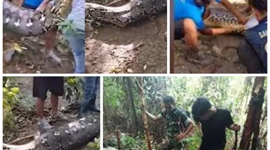 Vídeo: Imagens são fortes - Agricultor é encontrado morto após ser engolido por píton de 8 metros