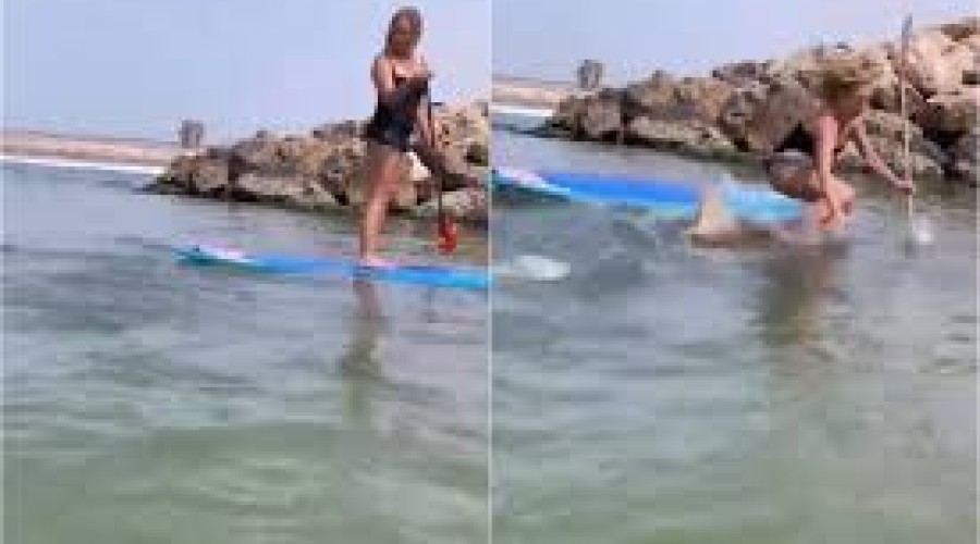 Vídeo: Tubarão ataca prancha e mulher cai em cima do animal.