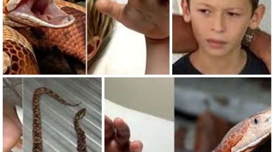 Menino de 4 anos é picado por cobra venenosa, e creche não aciona emergência: 'Achei que fosse uma farpa'