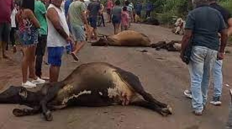 Carreta atropela e mata mais de 20 vacas no Maranhão
