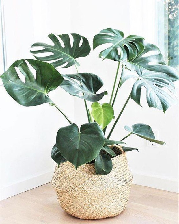 7 plantas para a sala de estar (Foto: Divulgação)