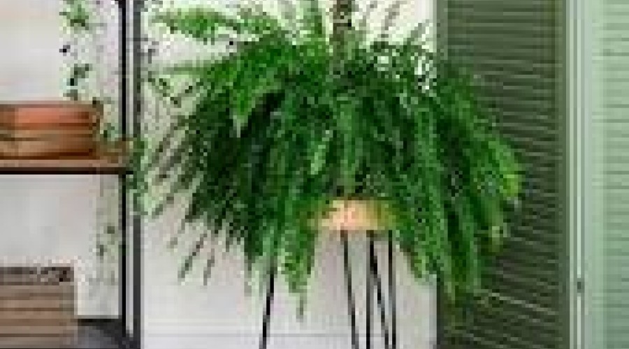 Vídeo: Qual a importância e como usar borra de café e como usar nas samambaias