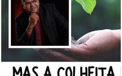 A seletividade do semear -  Ribamar Rodrigues