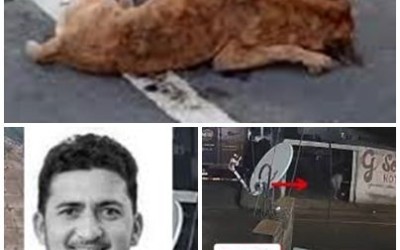 Ex-vereador é suspeito de matar cães envenenados em Paulistana; vídeo mostra ação