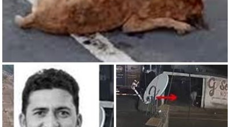 Ex-vereador é suspeito de matar cães envenenados em Paulistana; vídeo mostra ação