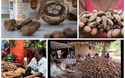 Babaçu vira oportunidade de negócio e ganha novos produtos no Maranhão