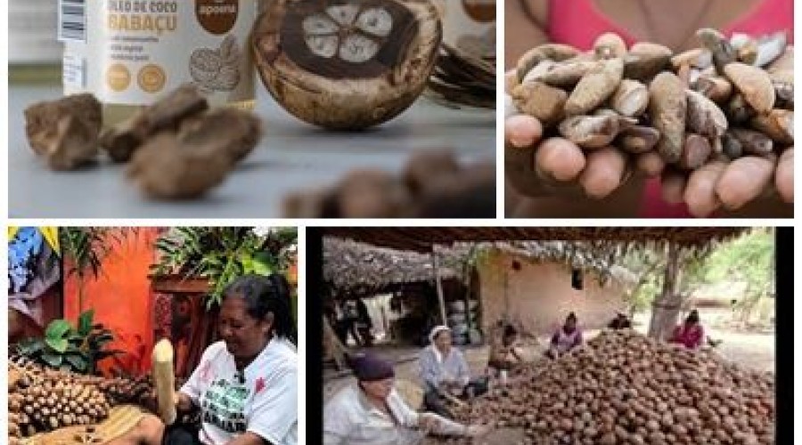 Babaçu vira oportunidade de negócio e ganha novos produtos no Maranhão