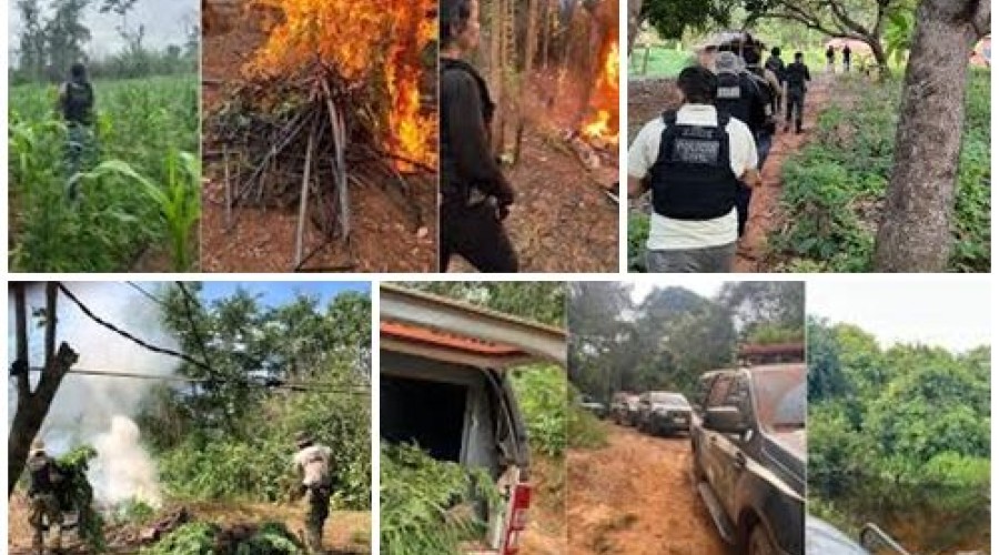Mais de 10 mil pés de maconha são destruídos em terra indígena no Maranhão