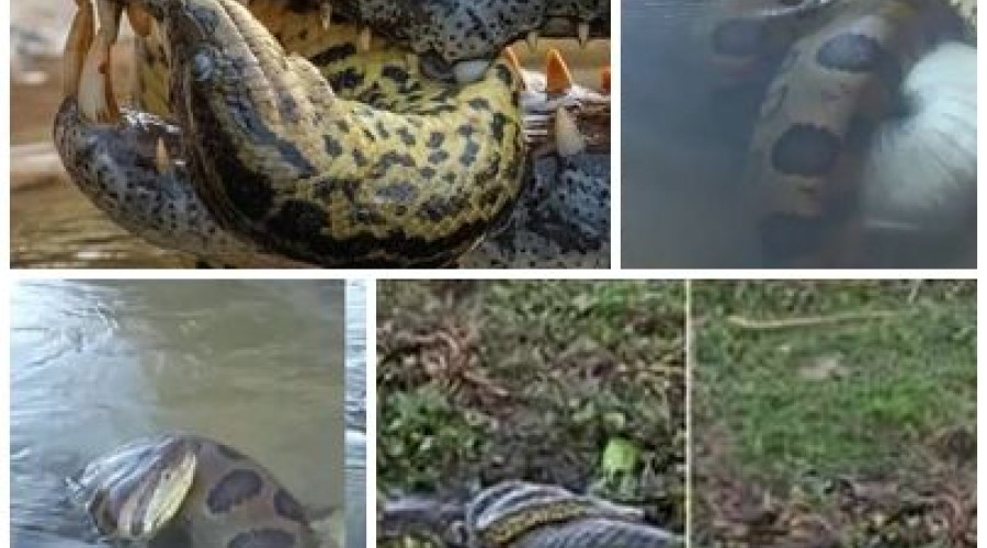 Vídeo impressionante mostra sucuri gigante abraçada a jacaré em briga mortal; Veja vídeo