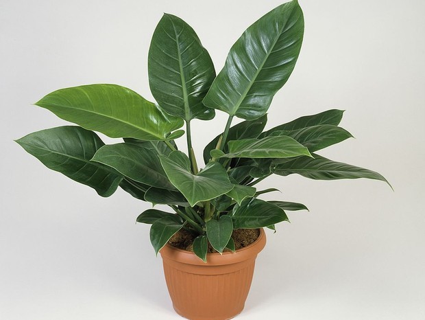 7 plantas para a sala de estar (Foto: Getty Images)