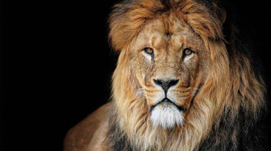 Perdeu o prazo de enviar o IR 2021? Saiba o que fazer