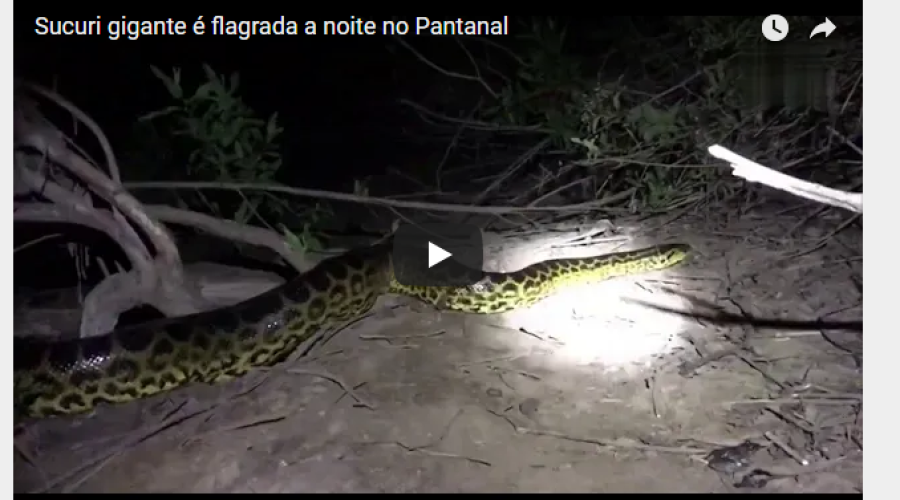 Assista em vídeo: Turistas flagram grande sucuri durante pescaria noturna no Pantanal