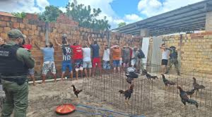 Polícia Militar desarticula rinha de galos em Teresina e conduz 43 pessoas à Central de Flagrantes