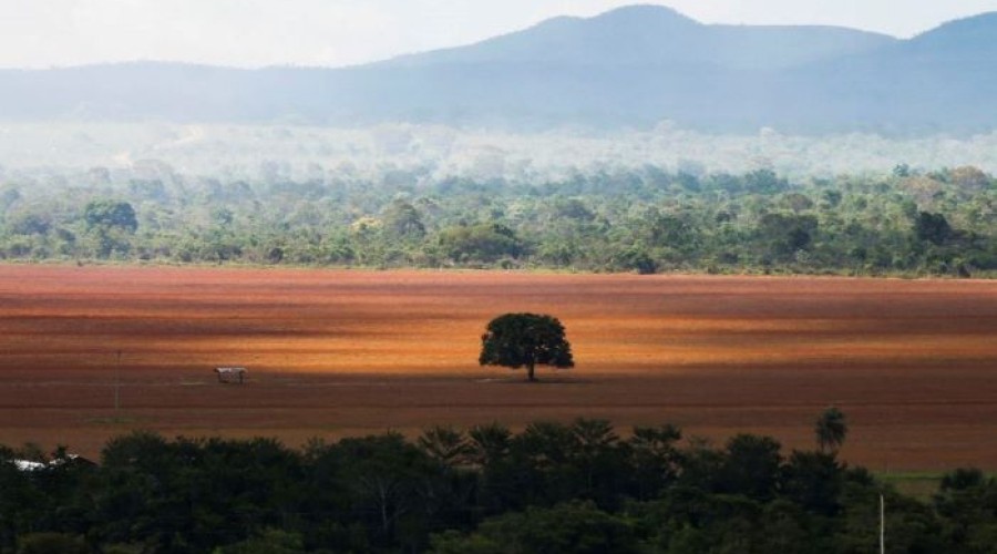 Caxias, Balsas e Grajaú entre os municípios que mais desmataram o Cerrado no último ano