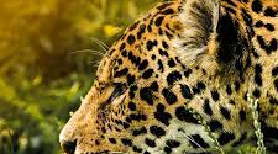 CULTURA: O que se comemora hoje (3/3) - Dia Internacional da Vida Selvagem