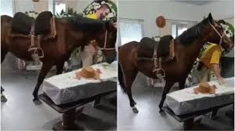 Égua relincha ao ver tutor em caixão e emociona família; VÍDEO