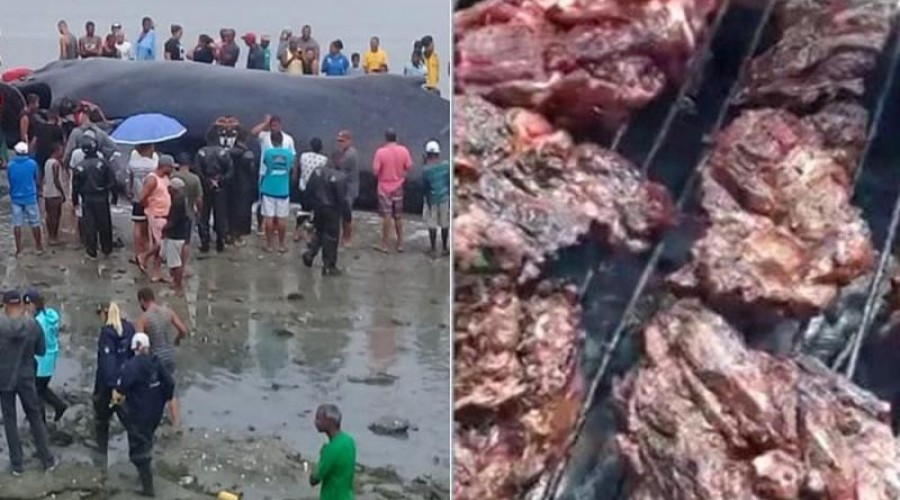 Vídeo mostra churrasco com carne de baleia que encalhou na Bahia