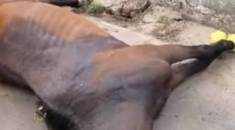 Vídeo: Égua não aguenta Esforço físico em Cavalgada em Trizidela Do Vale-Ma e agoniza.