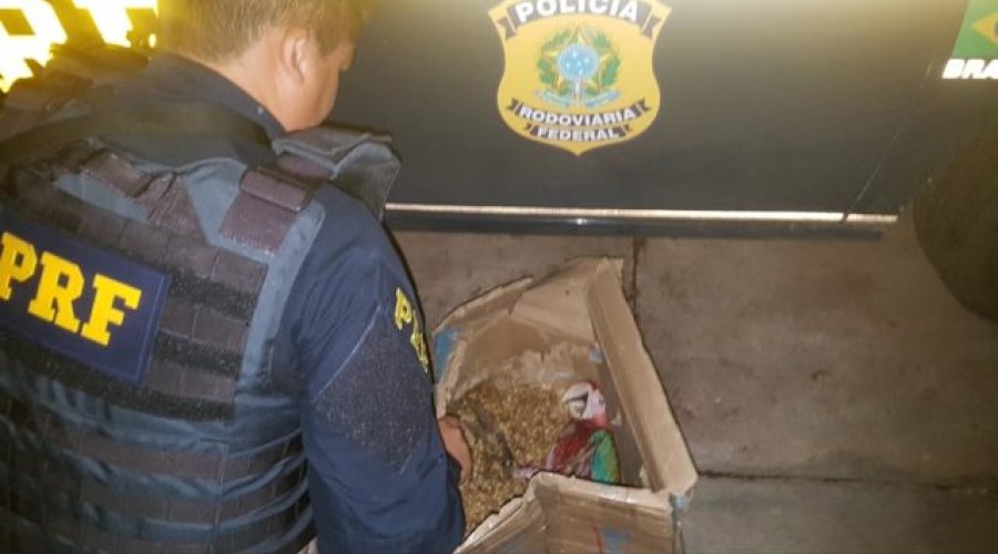 Vereador é preso pela PRF transportando animais em condições precárias