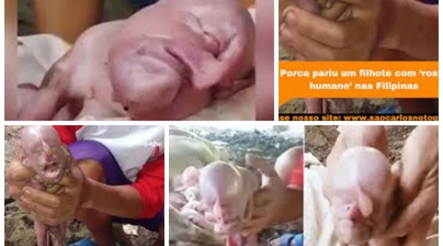 VÍDEO: Bizarro! Leitão nasce com múltiplas anomalias e choca criadores