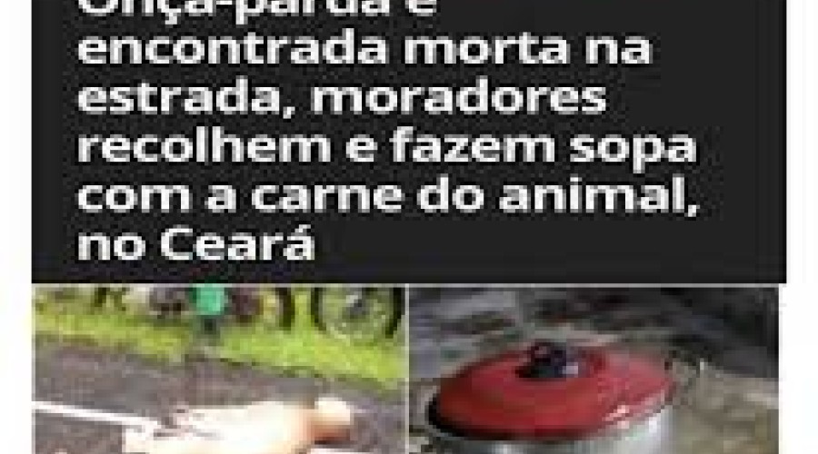 Onça-parda é encontrada morta na estrada, moradores recolhem e fazem sopa com a carne do animal
