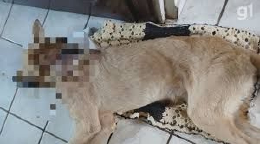 Arari/MA: Homem é preso em flagrante após matar cachorro a facadas