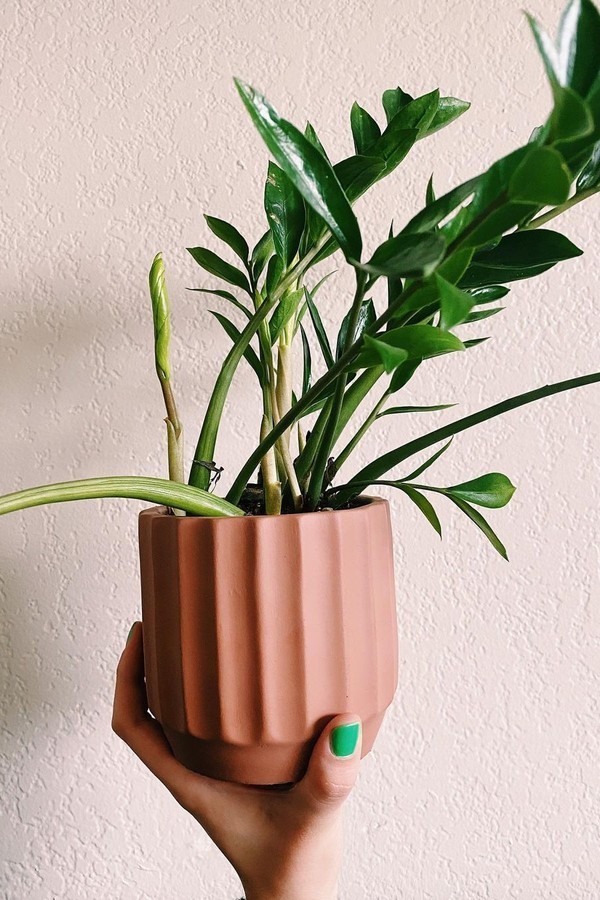 7 plantas para a sala de estar (Foto: Reprodução / Instagram/ birdyhouse)
