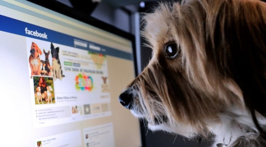 Facebook proíbe venda de animais na rede social e no Instagram