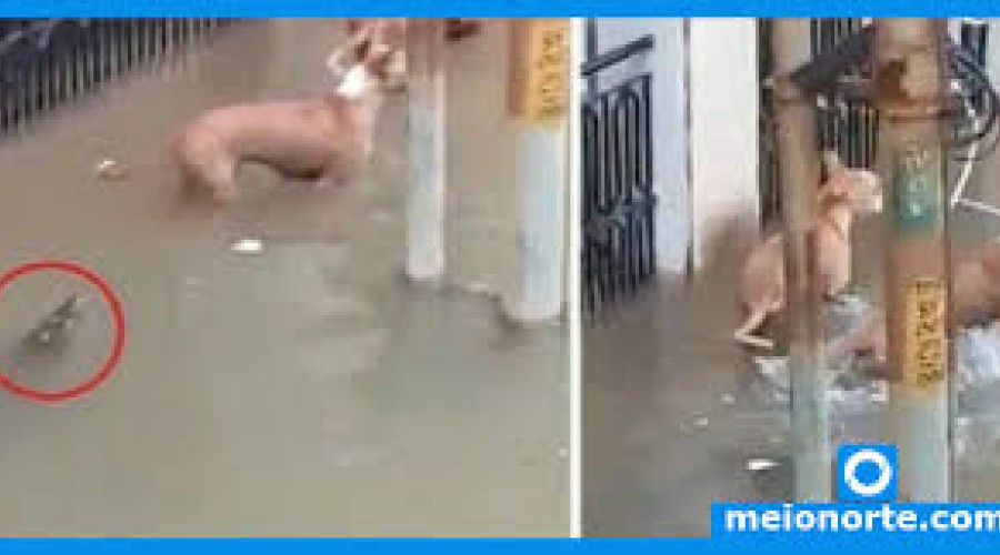 Assista ao Vídeo: Crocodilo aparece em rua alagada e ataca cachorro