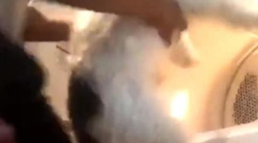 Chocante! Menina joga cachorro em máquina de lavar para ganhar likes