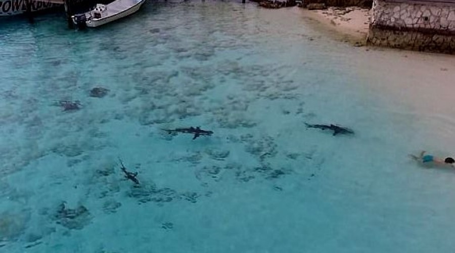 Vídeo dramático: garoto entra no mar e não percebe que está sendo cercado por 4 tubarões