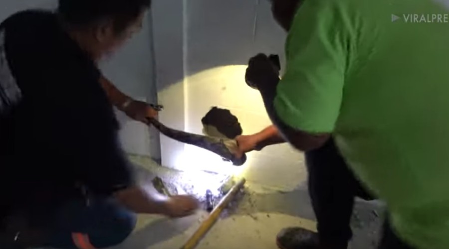 Assista ao Vídeo: Cobra entra em parede e dá imenso trabalho para resgatadores