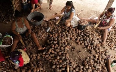 Uma década de conquistas: projeto transforma a vida de quebradeiras de coco