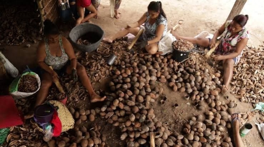 Uma década de conquistas: projeto transforma a vida de quebradeiras de coco