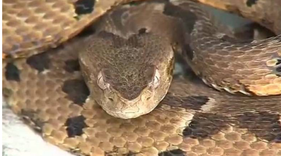 Entenda como o veneno de cobra pode ajudar no tratamento da febre amarela