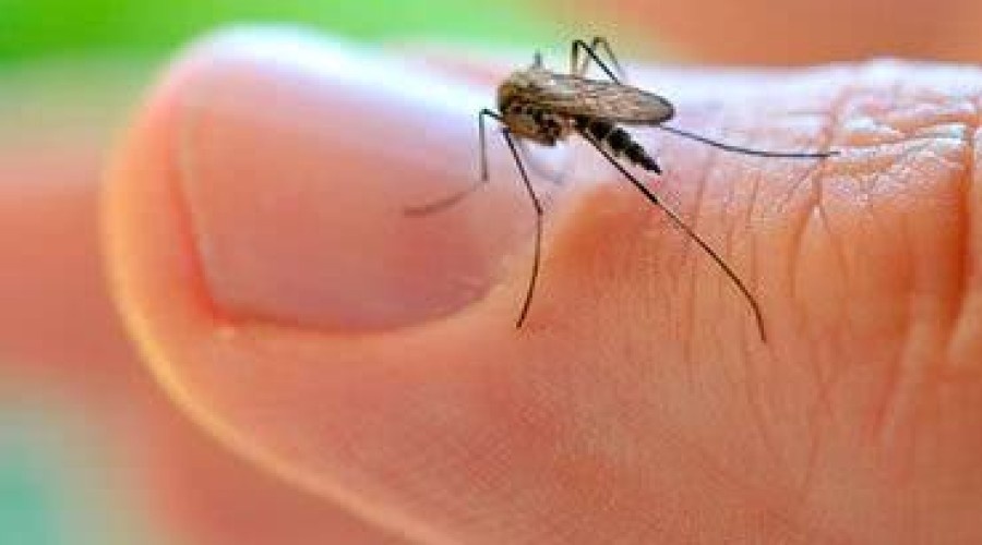 Receita de repelente natural contra mosquitos